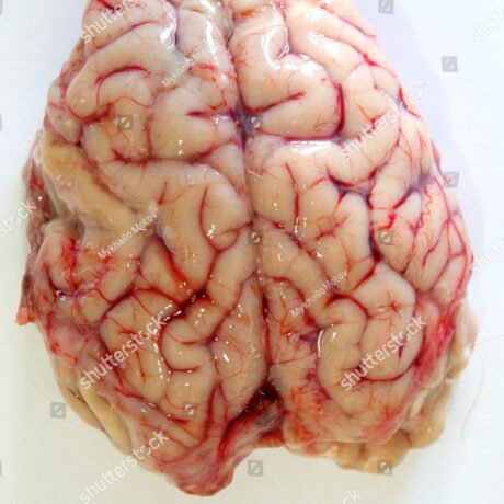 GOAT BRAIN