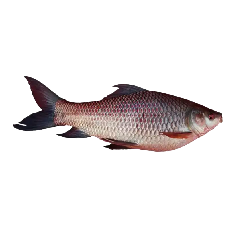 Mrigail Fish