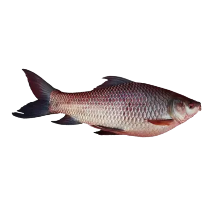 Mrigail Fish