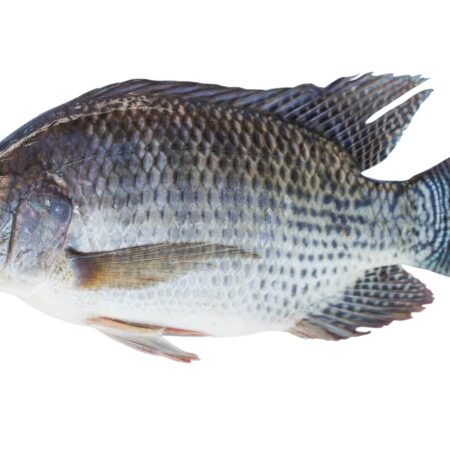 tilapia