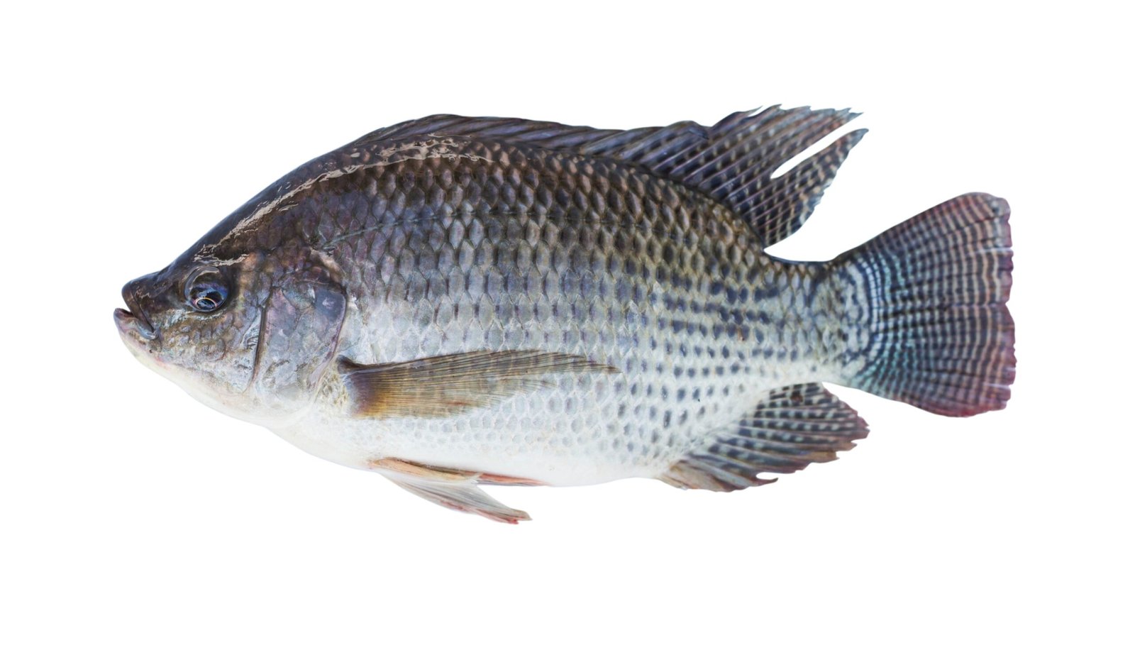 tilapia