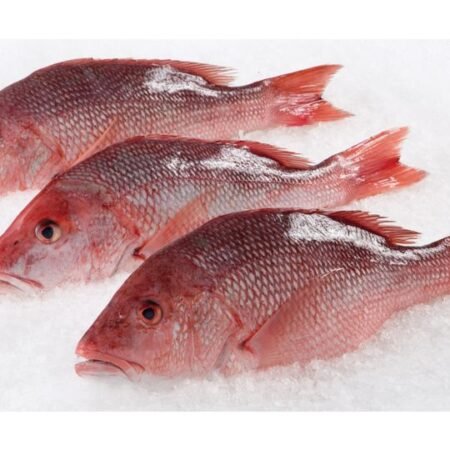 red snapper fish whole