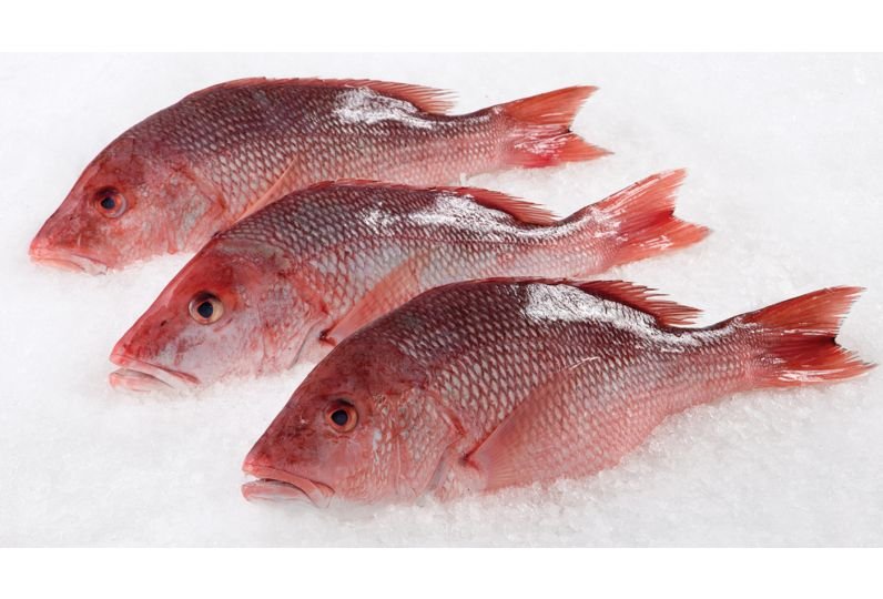 red snapper fish whole
