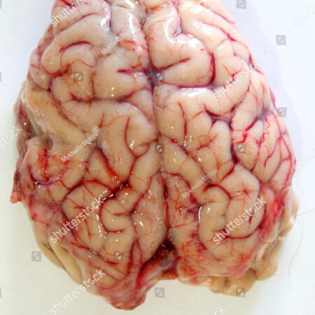 goat brain