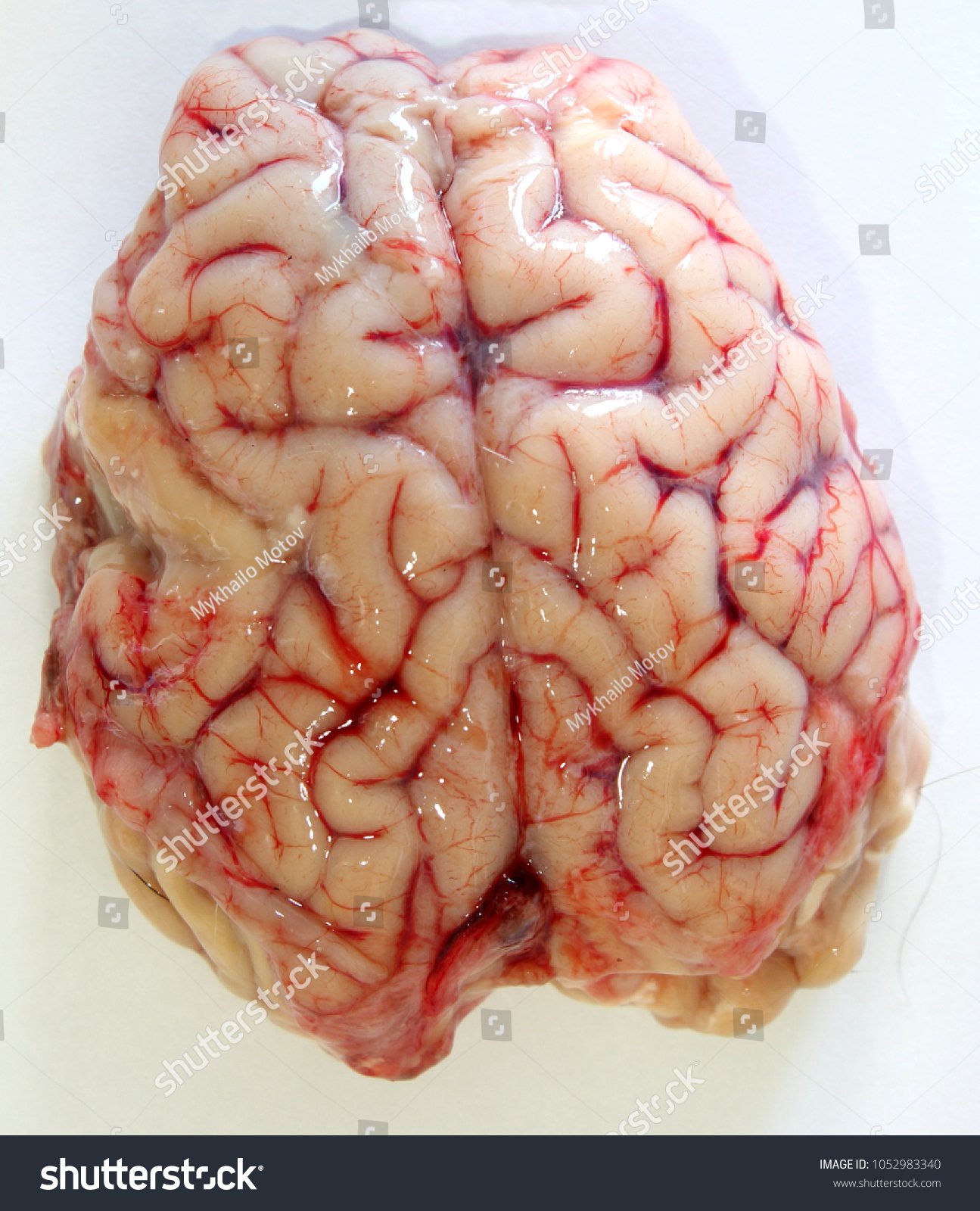goat brain